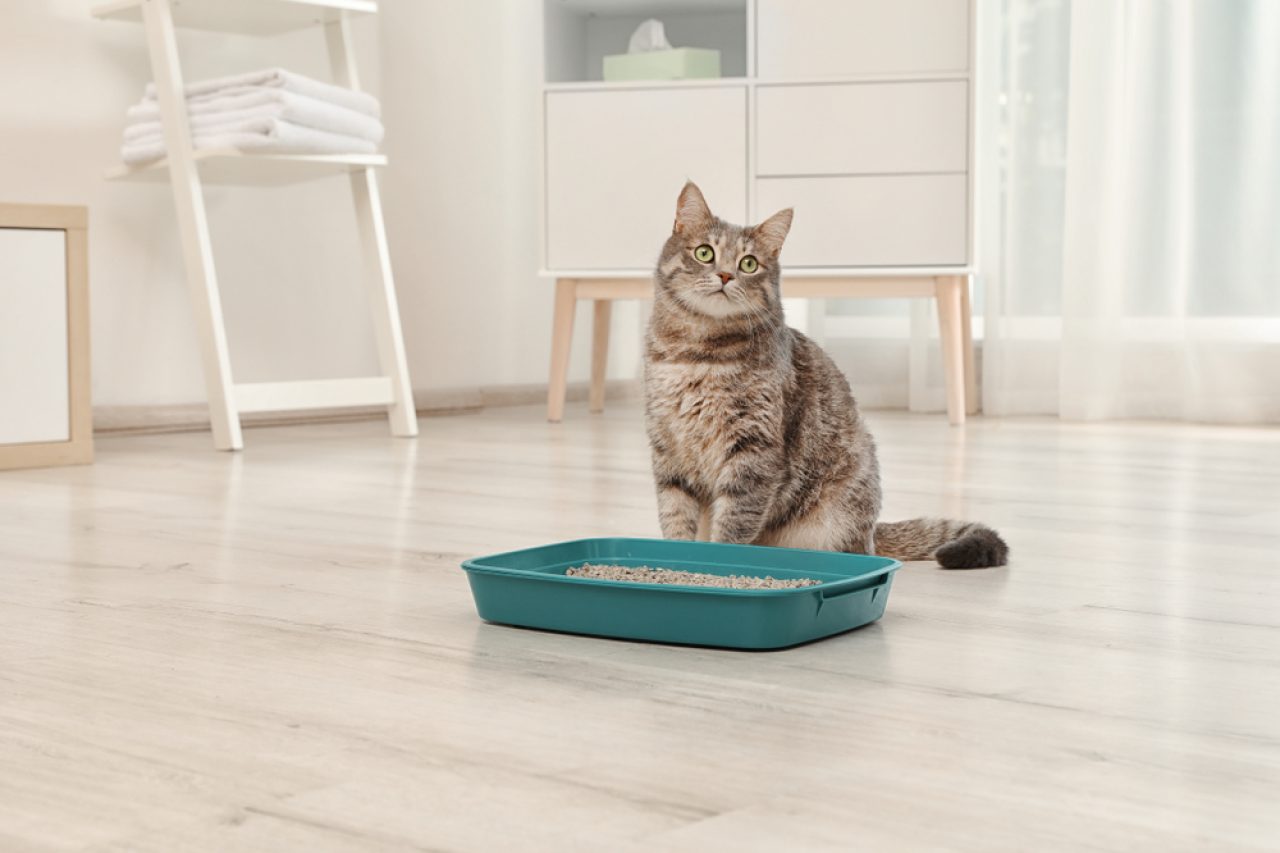 9 Reasons Why Your Cat Scratches The Sides Of The Litter Box