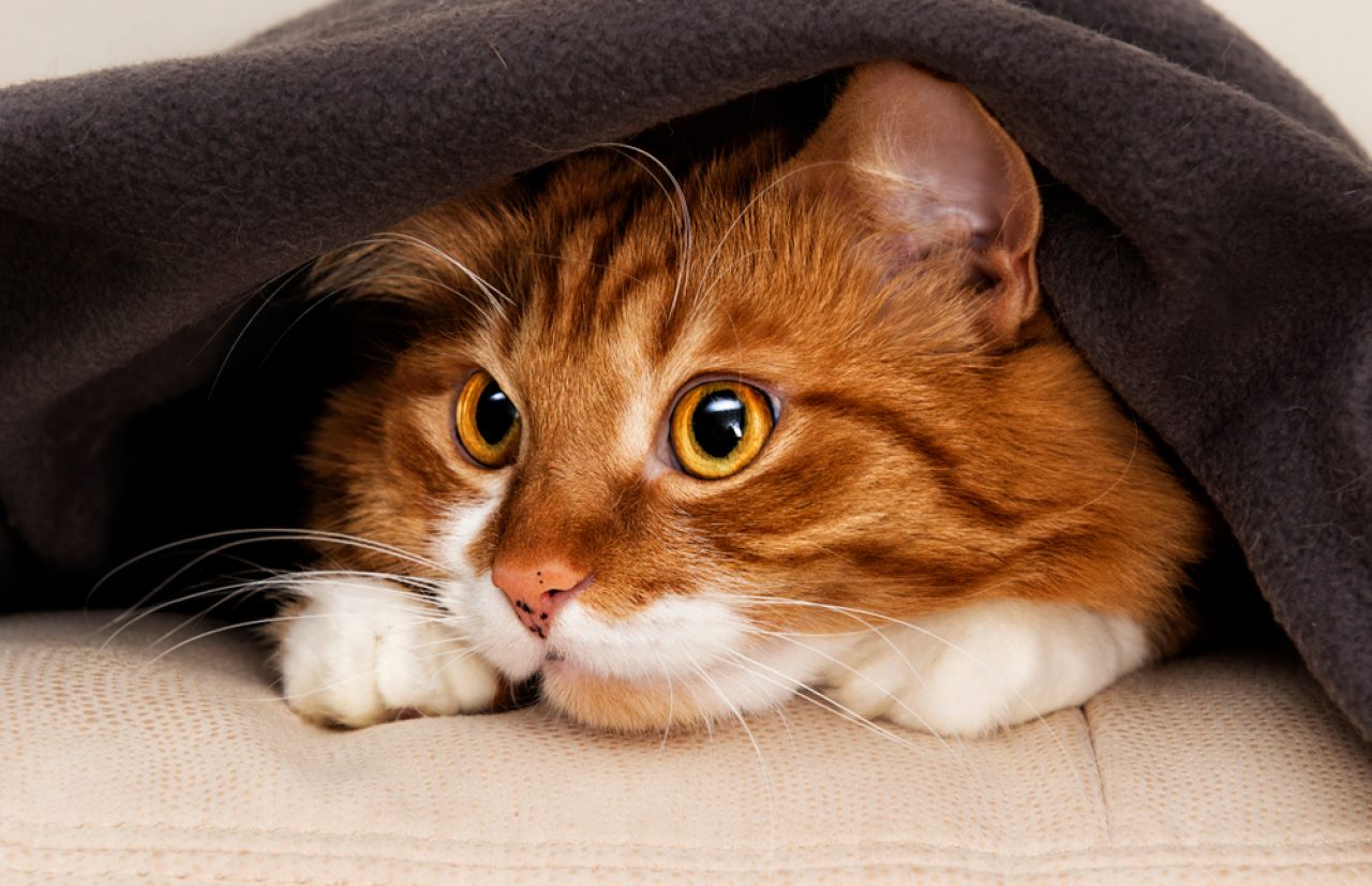 Kedim Battaniyenin Altında Uyuyor: Gizli Soruşturma