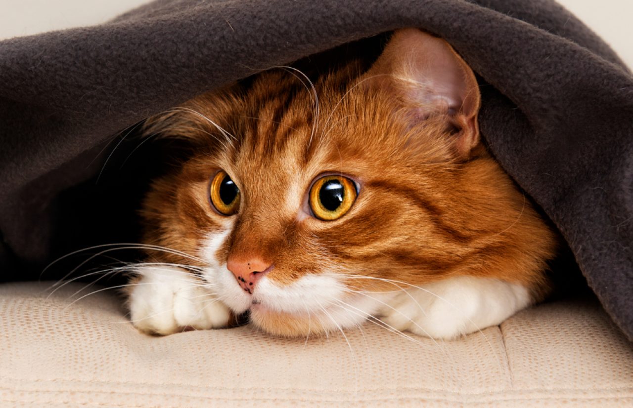 My Cat Sleeps Under The Blanket: Undercover Investigation