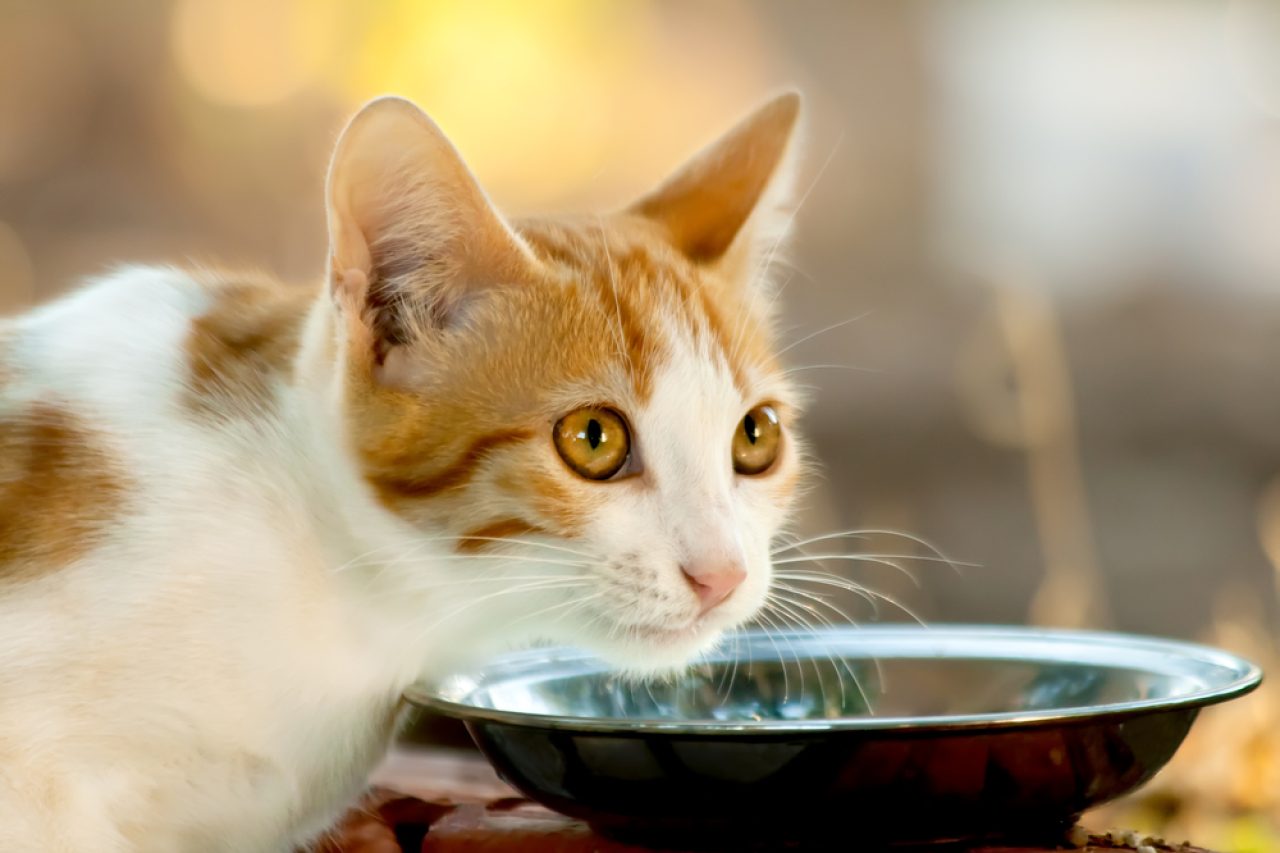 My Cat Is Gagging At Food: Are You Anxious For  A Reason?