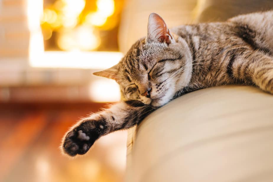 My Cat Ate A Rubber Band Is It A Stretch Or Truly Possible?