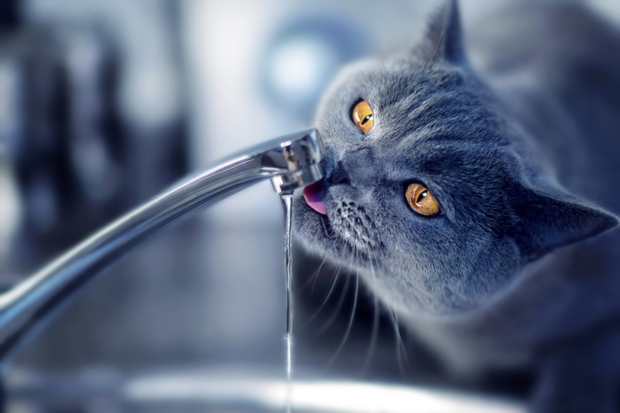 Kediler Musluk Suyu İçebilir mi? "Su" Bu İkram Hakkındaki Düşünceleri?