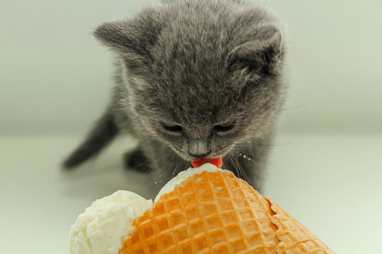 Can Cats Eat Vanilla Ice Cream? What's Inside The Scoop?