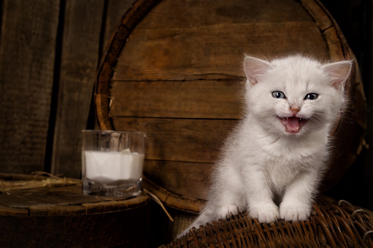 Kediler Soya Sütü İçebilir mi? Bu Vegan Seçenek Evcil Hayvanınız İçin Güvenli mi?