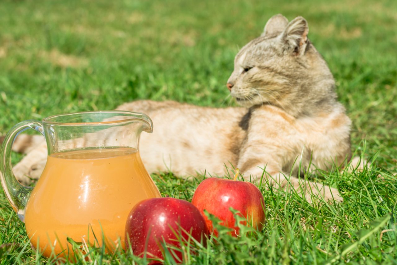 Can Cats Drink Apple Juice? Can She Let Herself Loose?