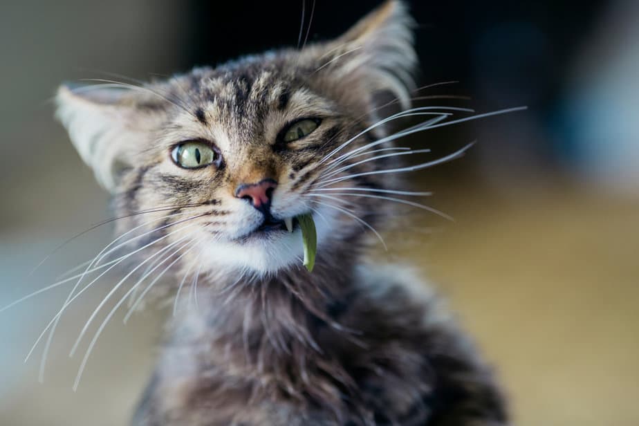 How Long Can Kittens Go Without Food Should I Be Worried?