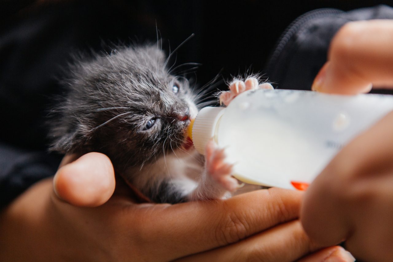 Are Hand-Reared Kittens More Affectionate? (Here's The Answer)