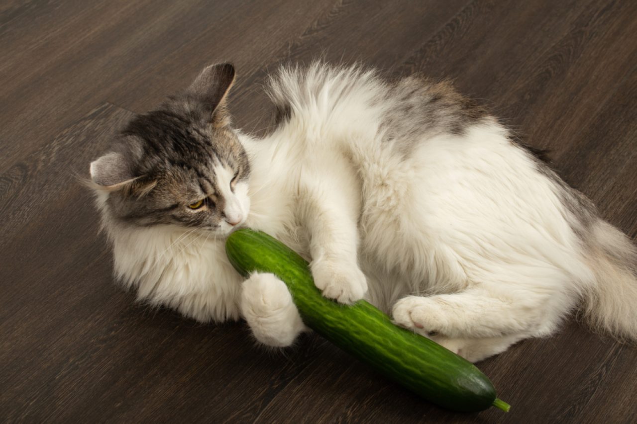 Can Cats Eat Cucumbers? Are These Veggies Safe For Your Pet?