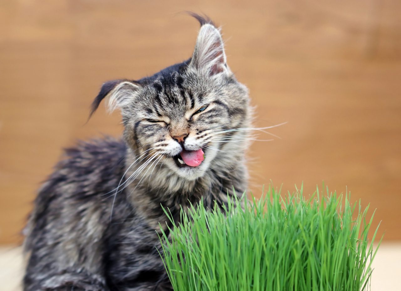 My Cat Is Gagging At Food: Are You Anxious For  A Reason?