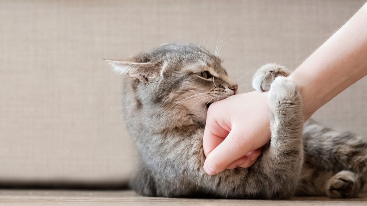 Why Do Cats Rub Their Teeth On You? To Munch or Mark?