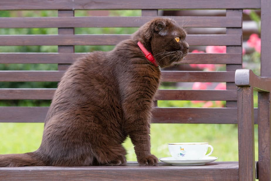 Can Cats Drink Chocolate Milk? Are They Allowed To Take A Sip?