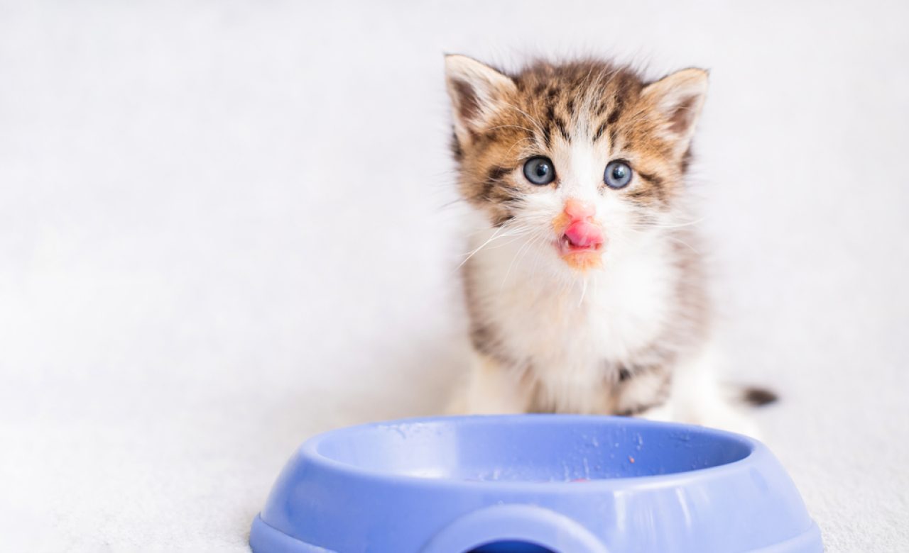 How Long Can Kittens Go Without Food: Should I Be Worried?