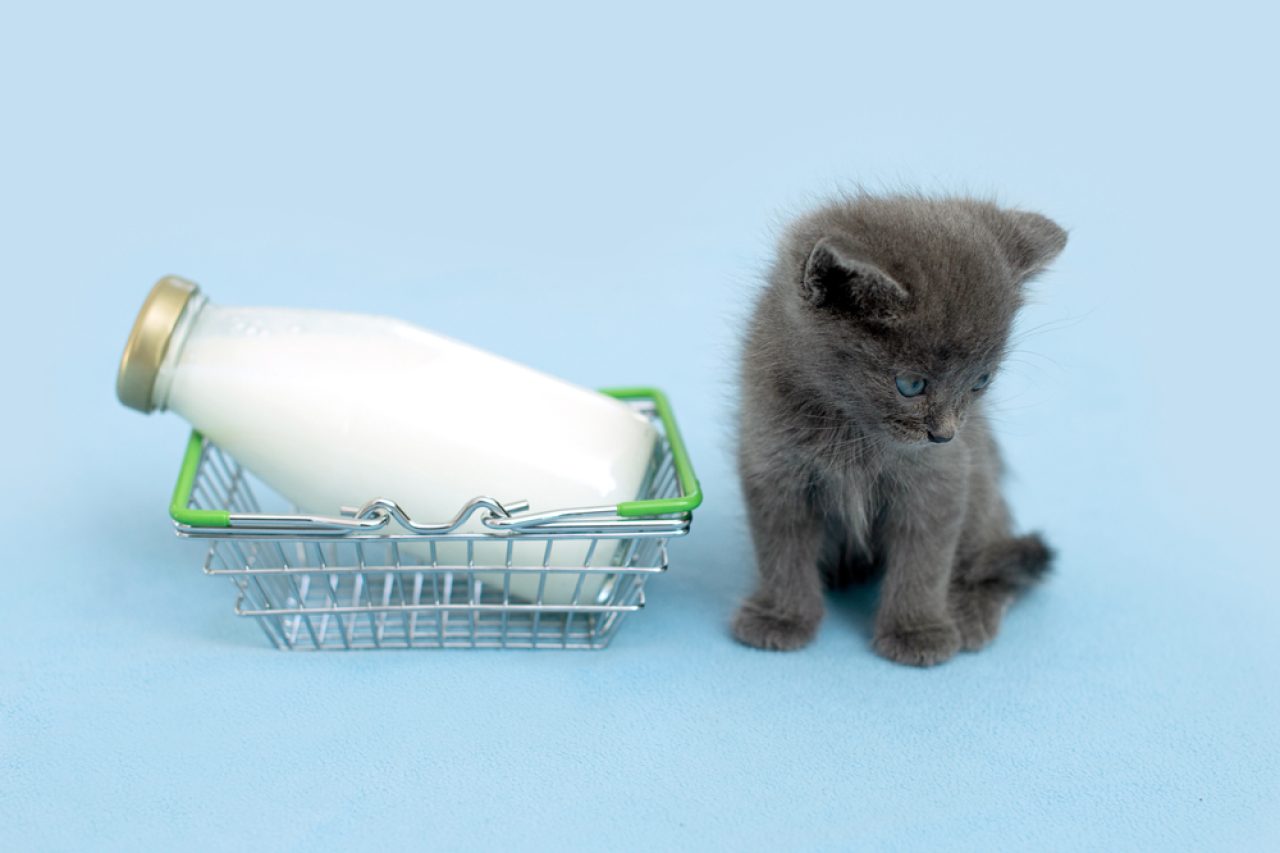 Kediler Soya Sütü İçebilir mi? Bu Vegan Seçenek Evcil Hayvanınız İçin Güvenli mi?