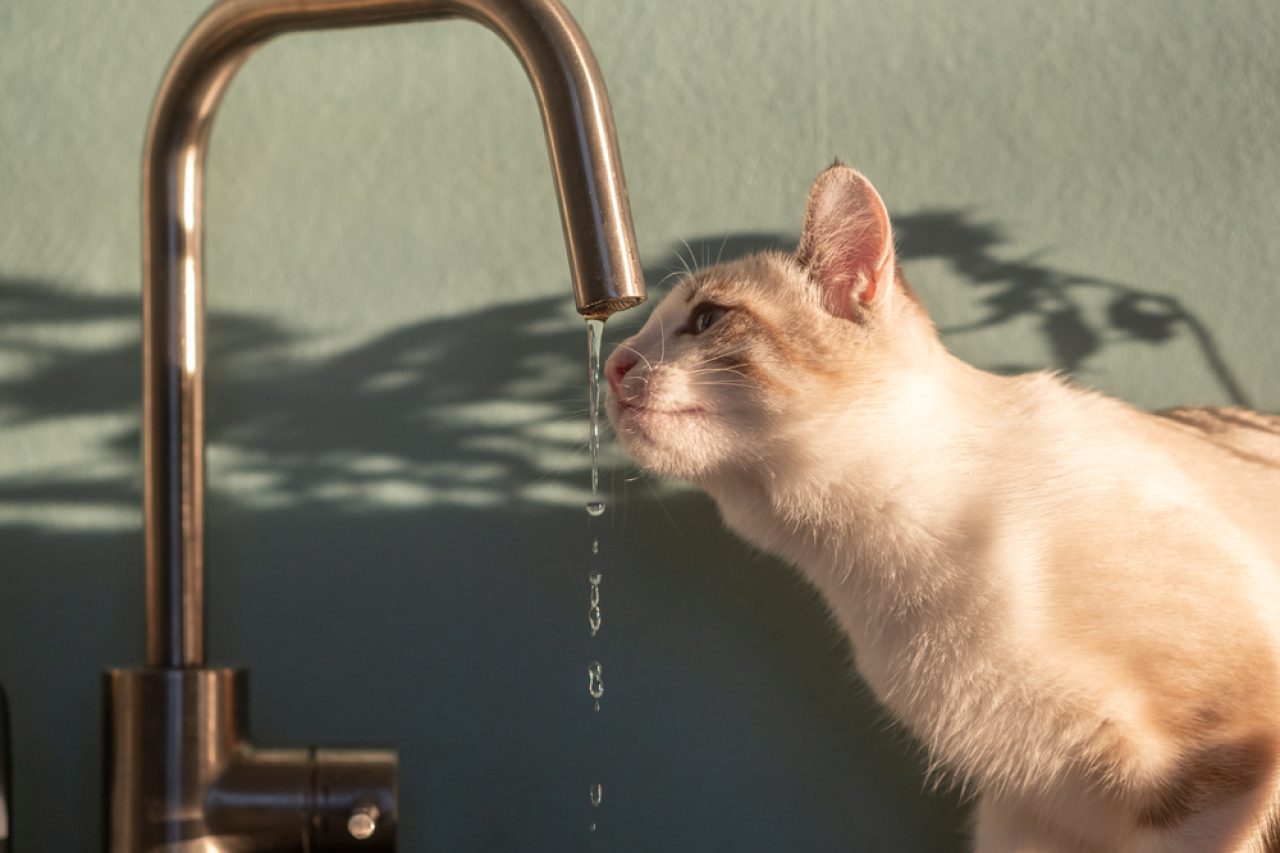 Can Cats Drink Alkaline Water? Is It Better Than Tap Water?