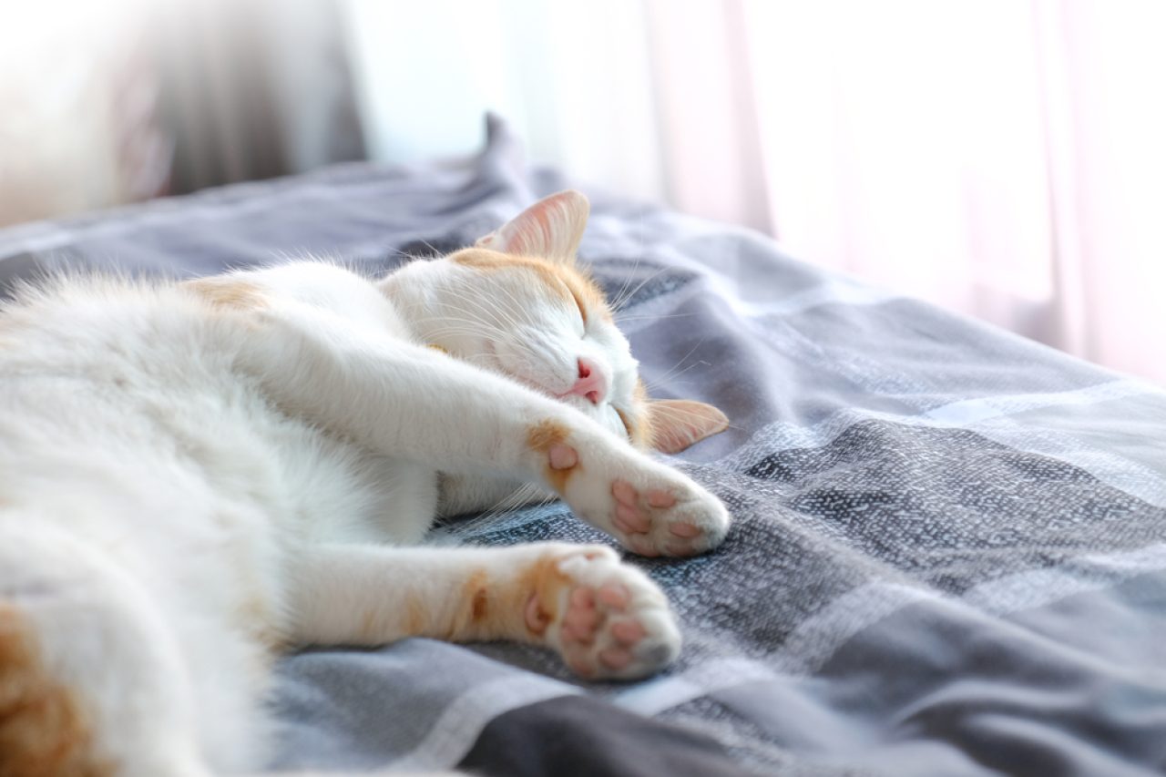Kedim Neden Bacaklarımın Arasında Uyuyor? Yataklardan Daha mı Rahat?