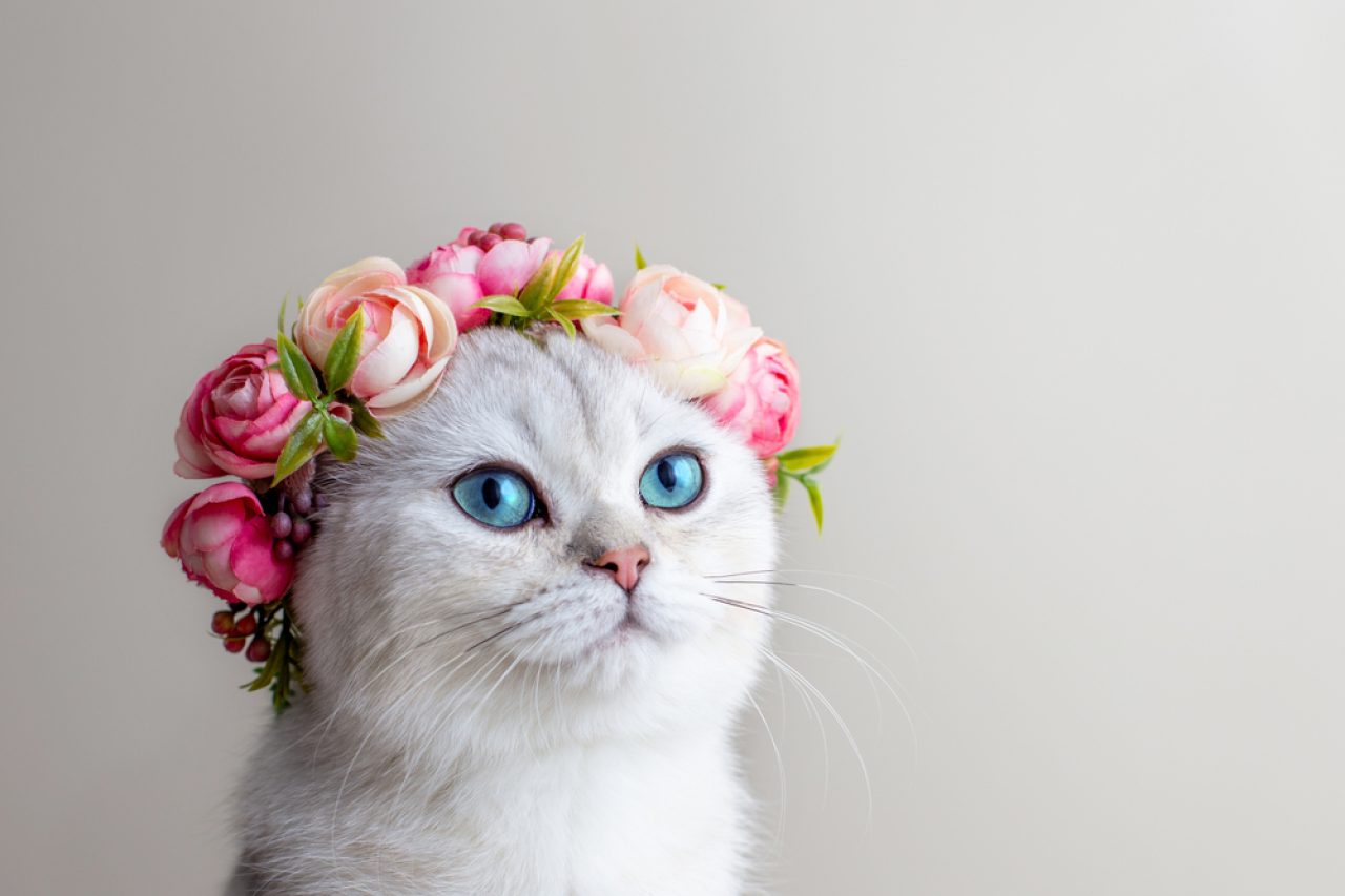 Why Do Cats Smell Good? 6 Reasons Behind Her Fragrance