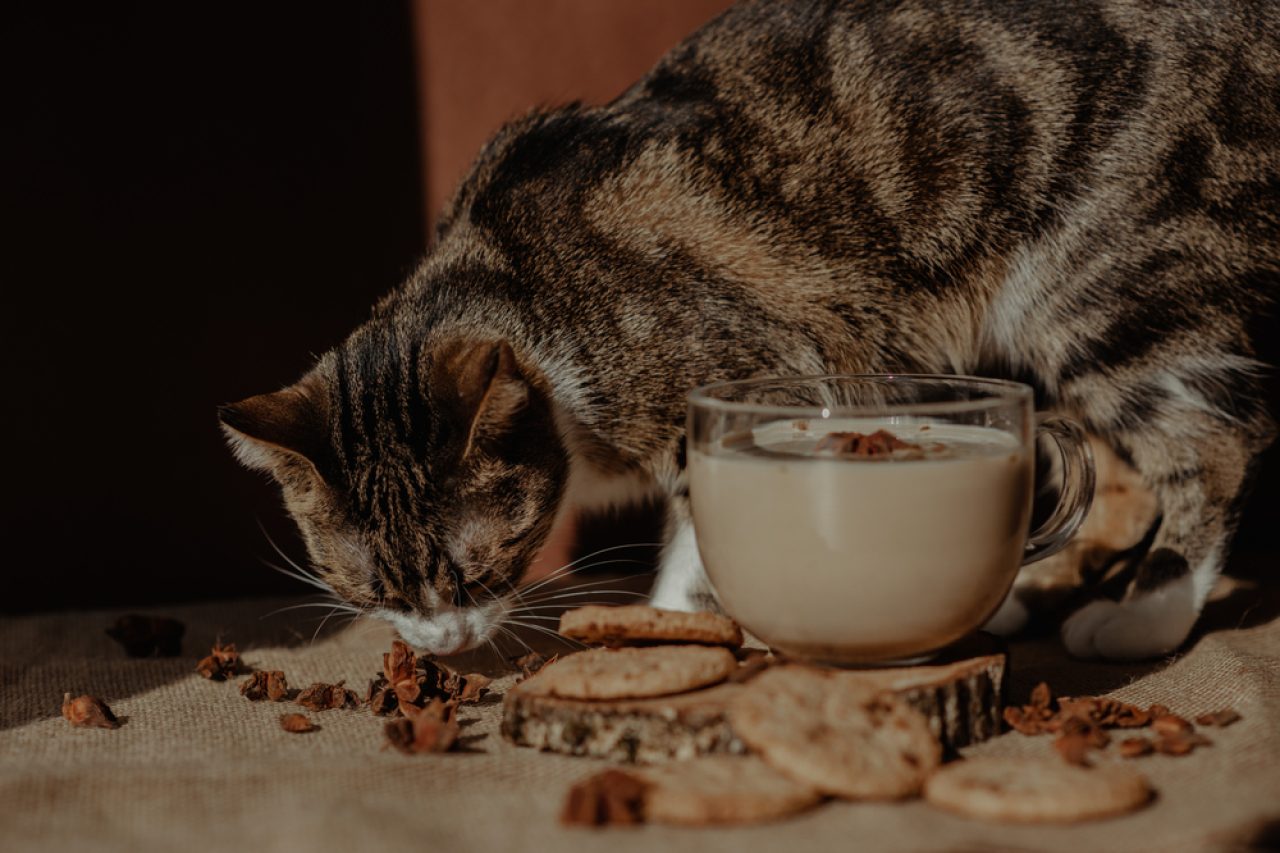 Can Cats Drink Chocolate Milk? Are They Allowed To Take A Sip?