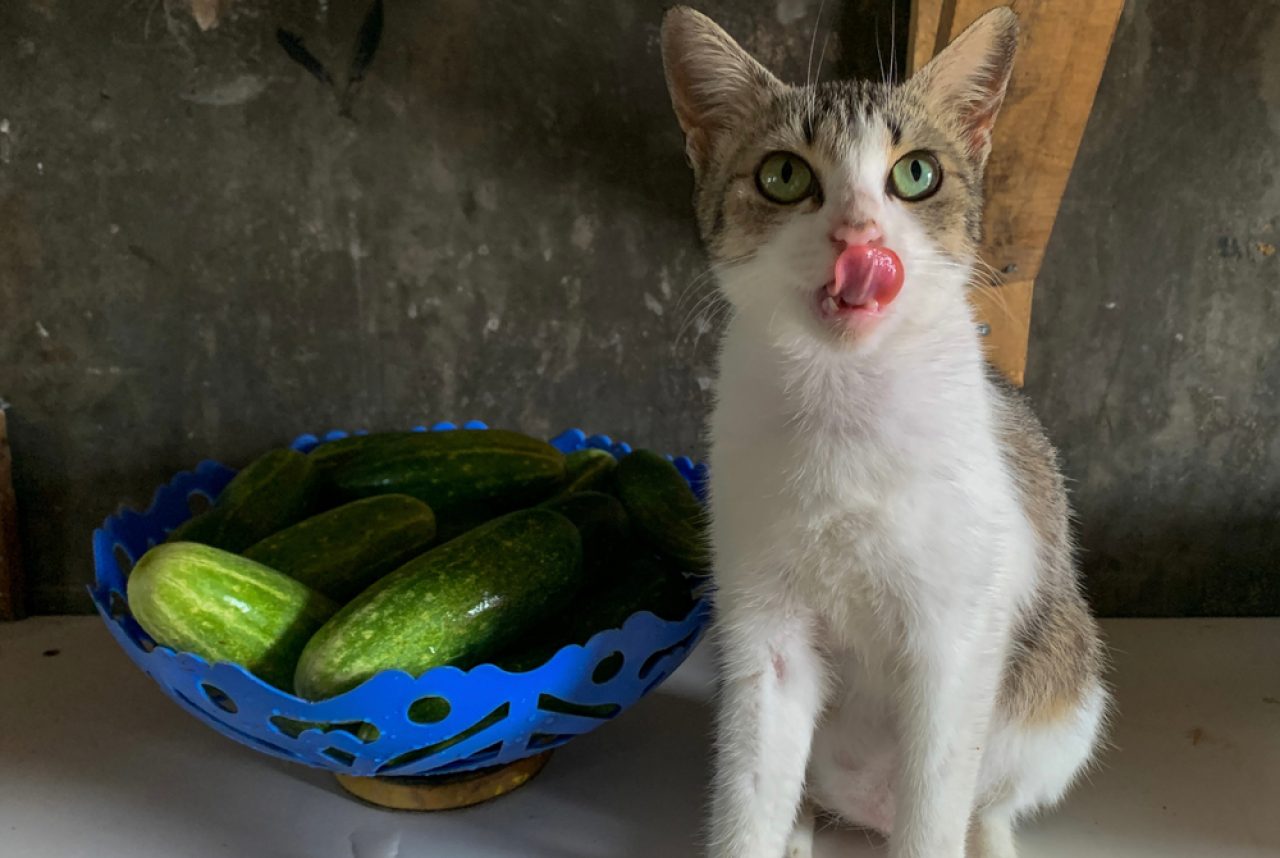 Do cats hotsell eat cucumbers