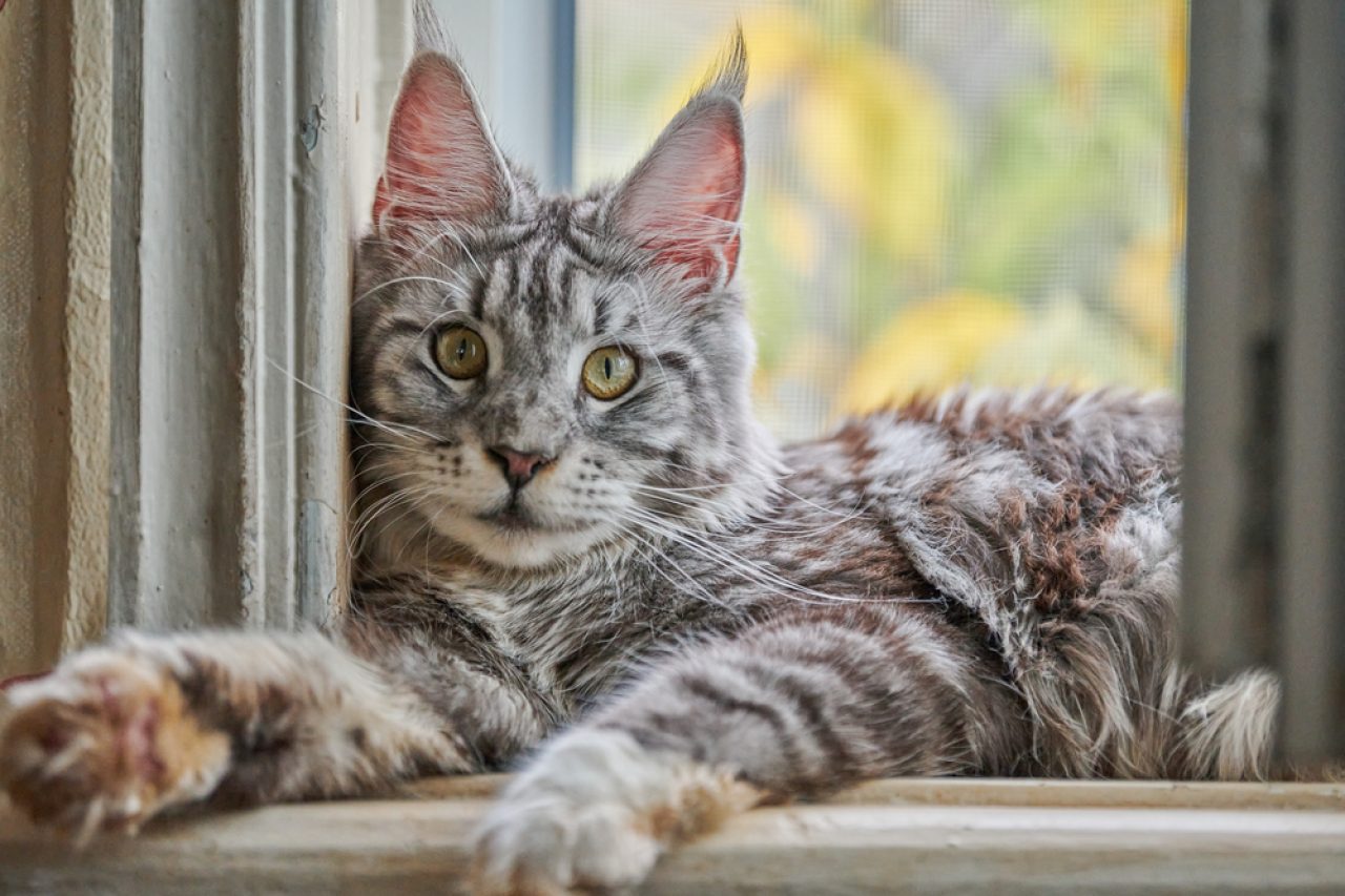 The Characteristics Of The Short-Haired Maine Coon