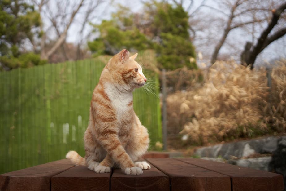 Why Do Cats Cross Their Paws? What Is The Real Cause?