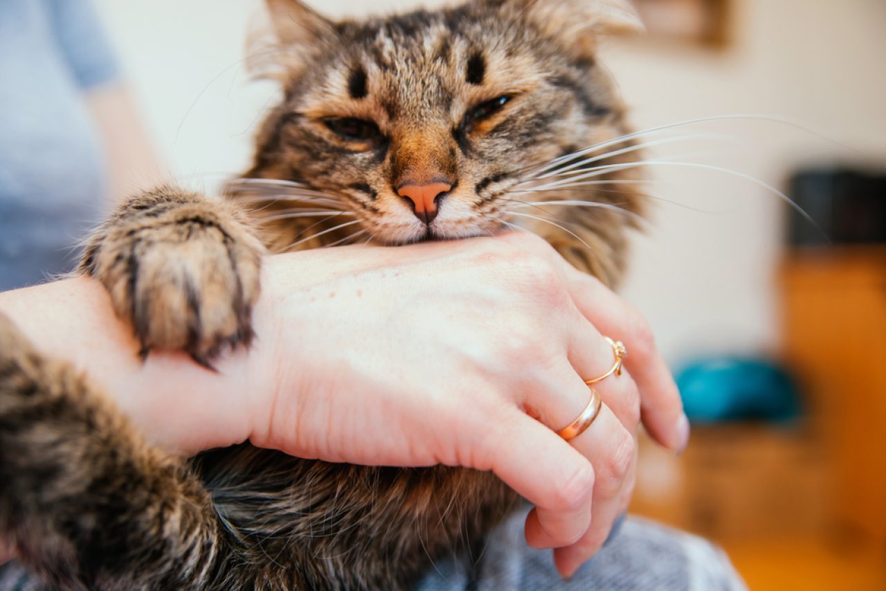 Why Do Cats Rub Their Teeth On You? To Munch or Mark?