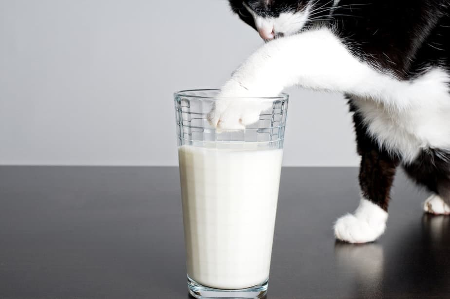 Picture of Can Cats Drink Soy Milk? Is This Vegan Option Safe For Your Pet?