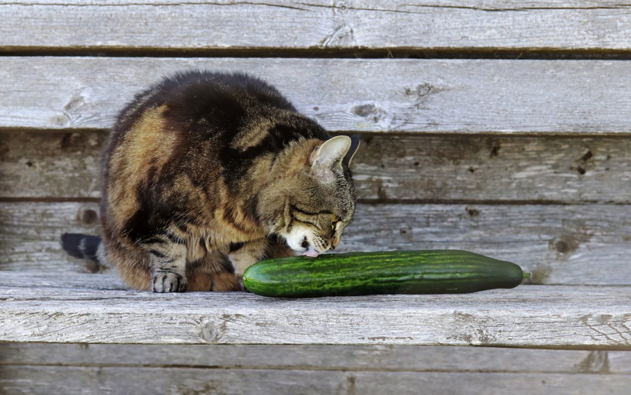 Can Cats Eat Cucumbers? Are These Veggies Safe For Your Pet?