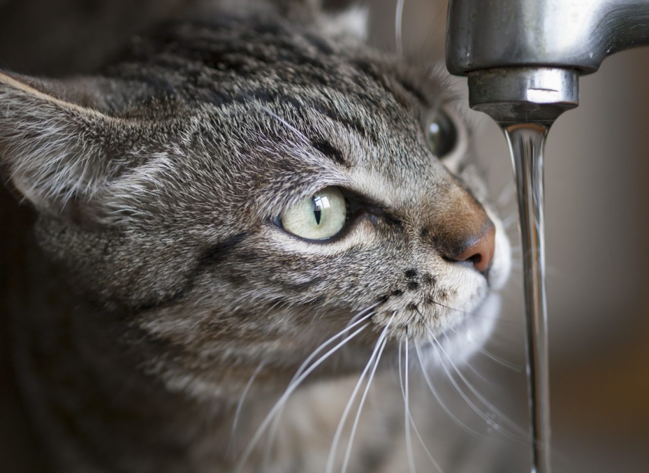 Can Cats Drink Tap Water? "Water" Their Thoughts On This Treat?