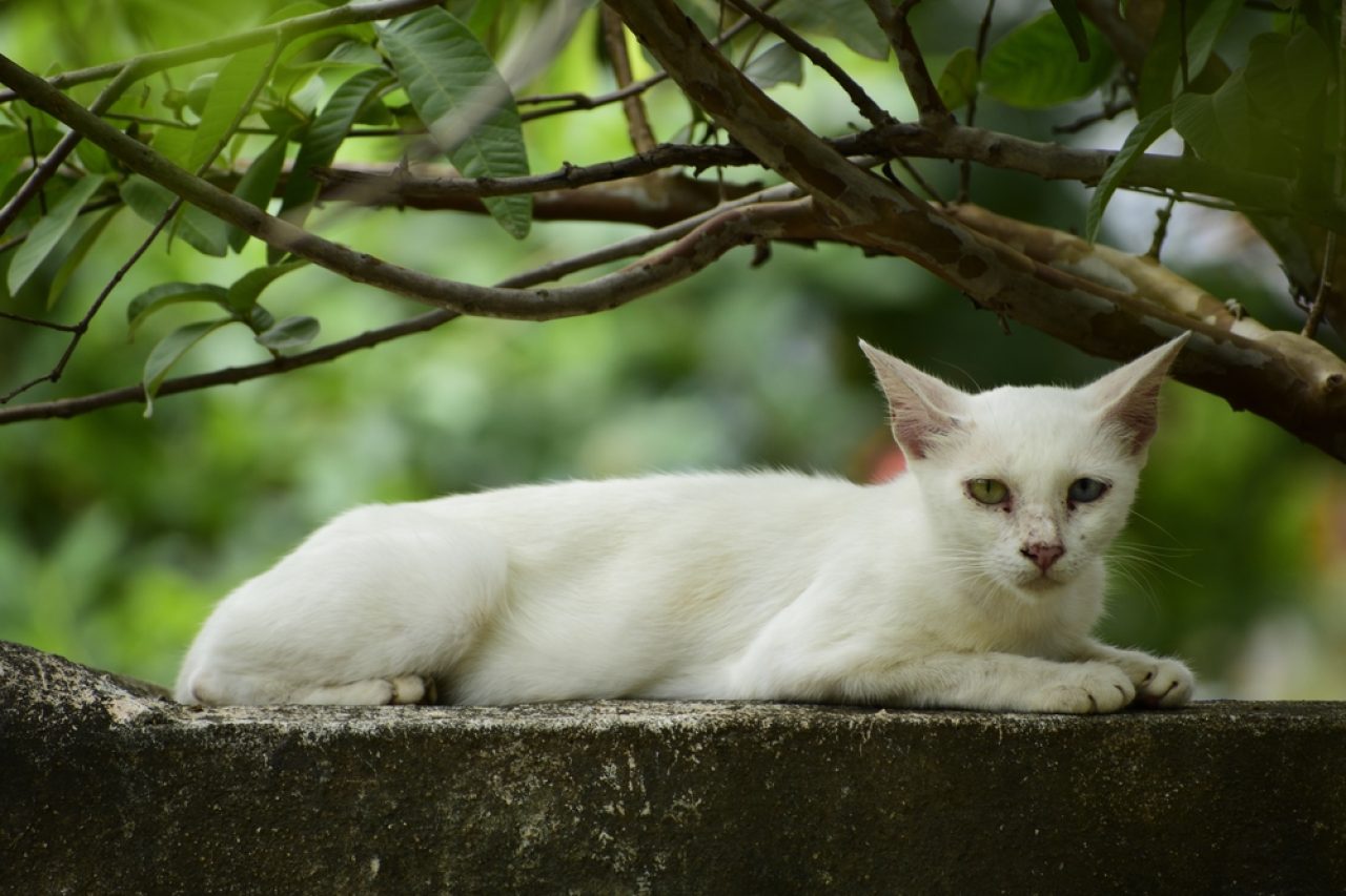 Will A Neutered Male Cat Hurt Kittens? How To Keep Them Safe?
