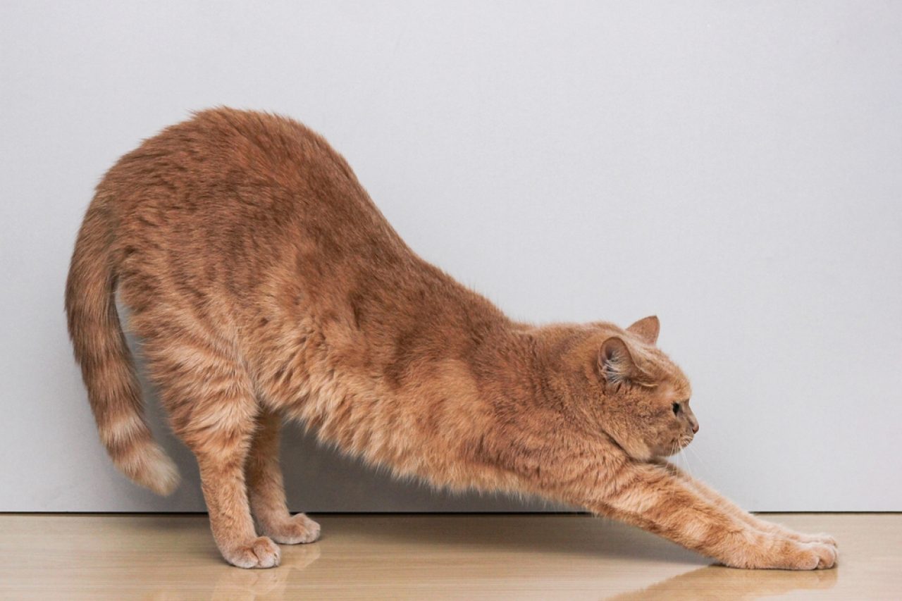 Cat Stretching Back Legs: What On Earth Does That Mean?