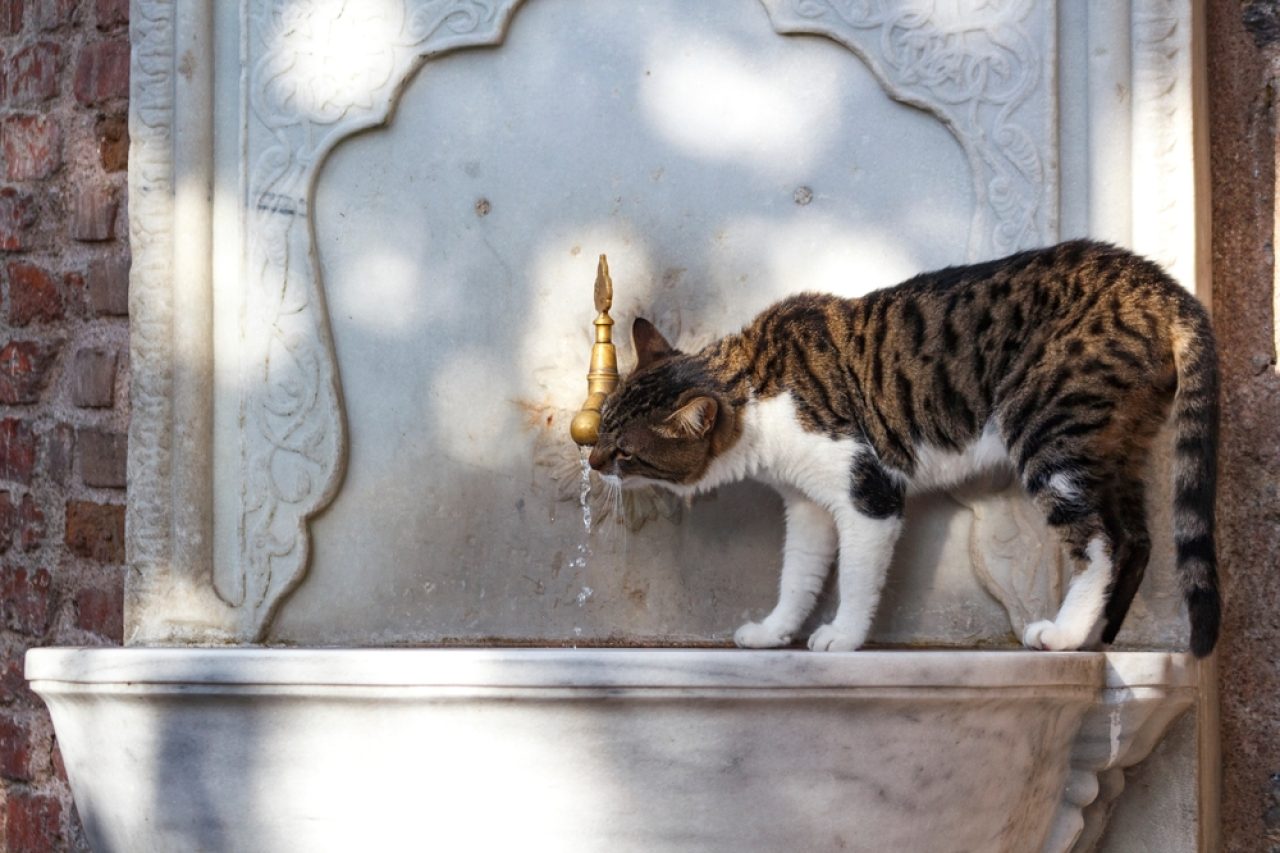 Can Cats Drink Tap Water? "Water" Their Thoughts On This Treat?