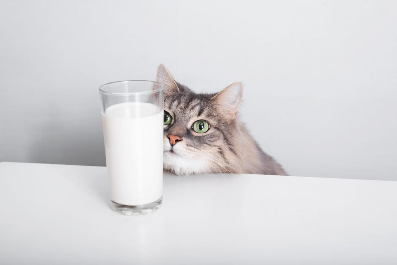 Kediler Keçi Sütü İçebilir mi? "Keçi "lerini Ne Yüzdürürse Ya Da?