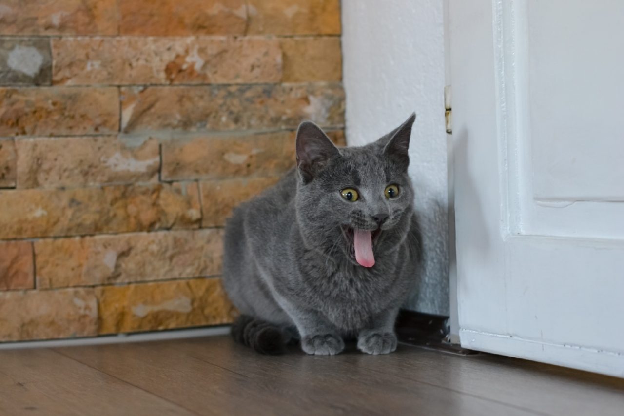 Kedim Yemek Yerken Öğürüyor: Bir Nedenden Dolayı mı Endişelisiniz?