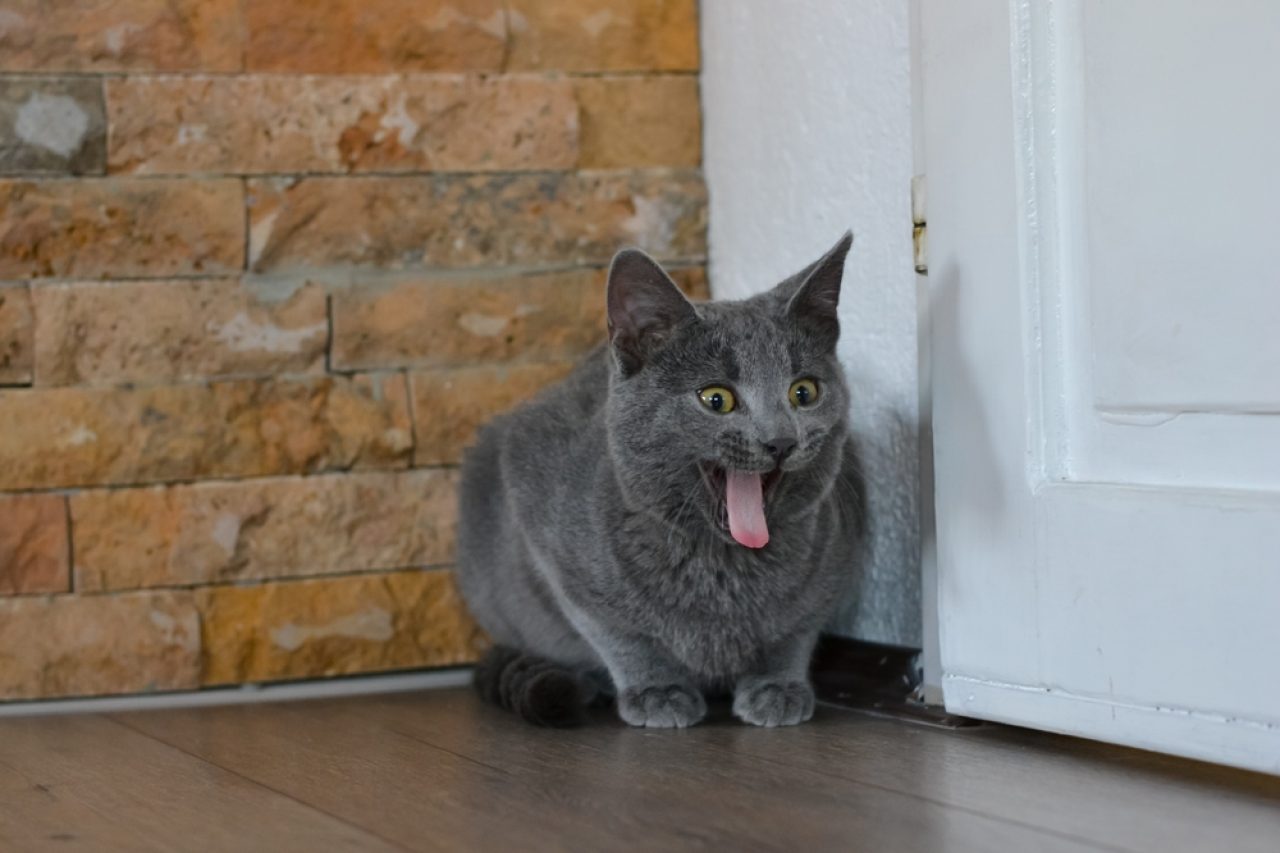 My Cat Is Gagging At Food: Are You Anxious For  A Reason?