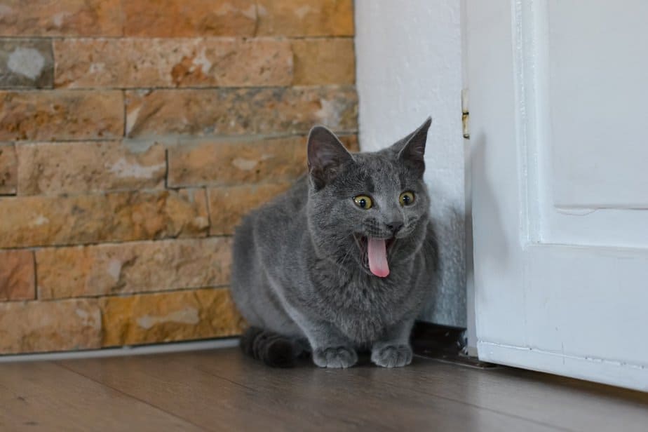 My Cat Is Gagging At Food Are You Anxious For A Reason?