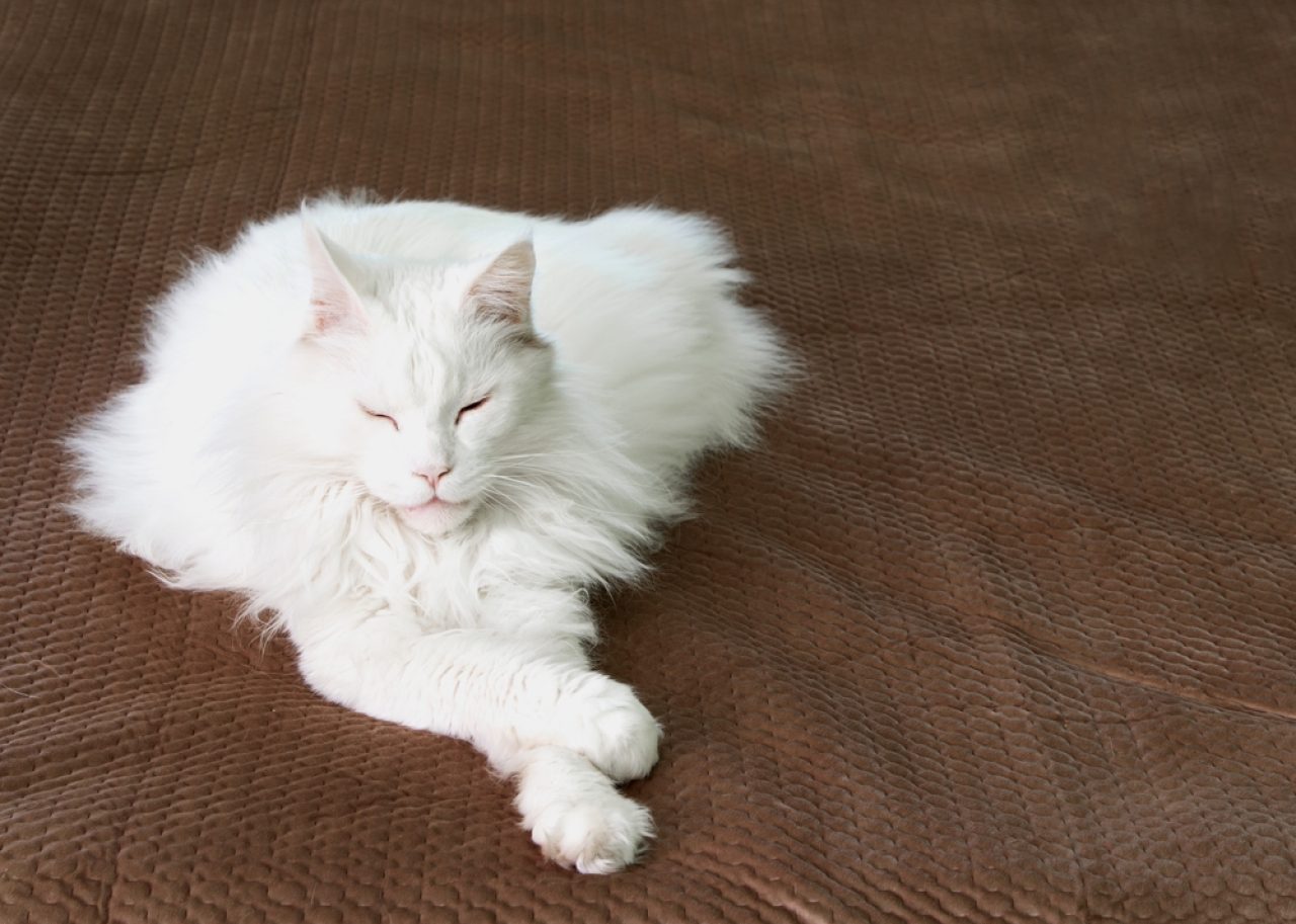 Why Do Cats Cross Their Paws? What Is The Real Cause?