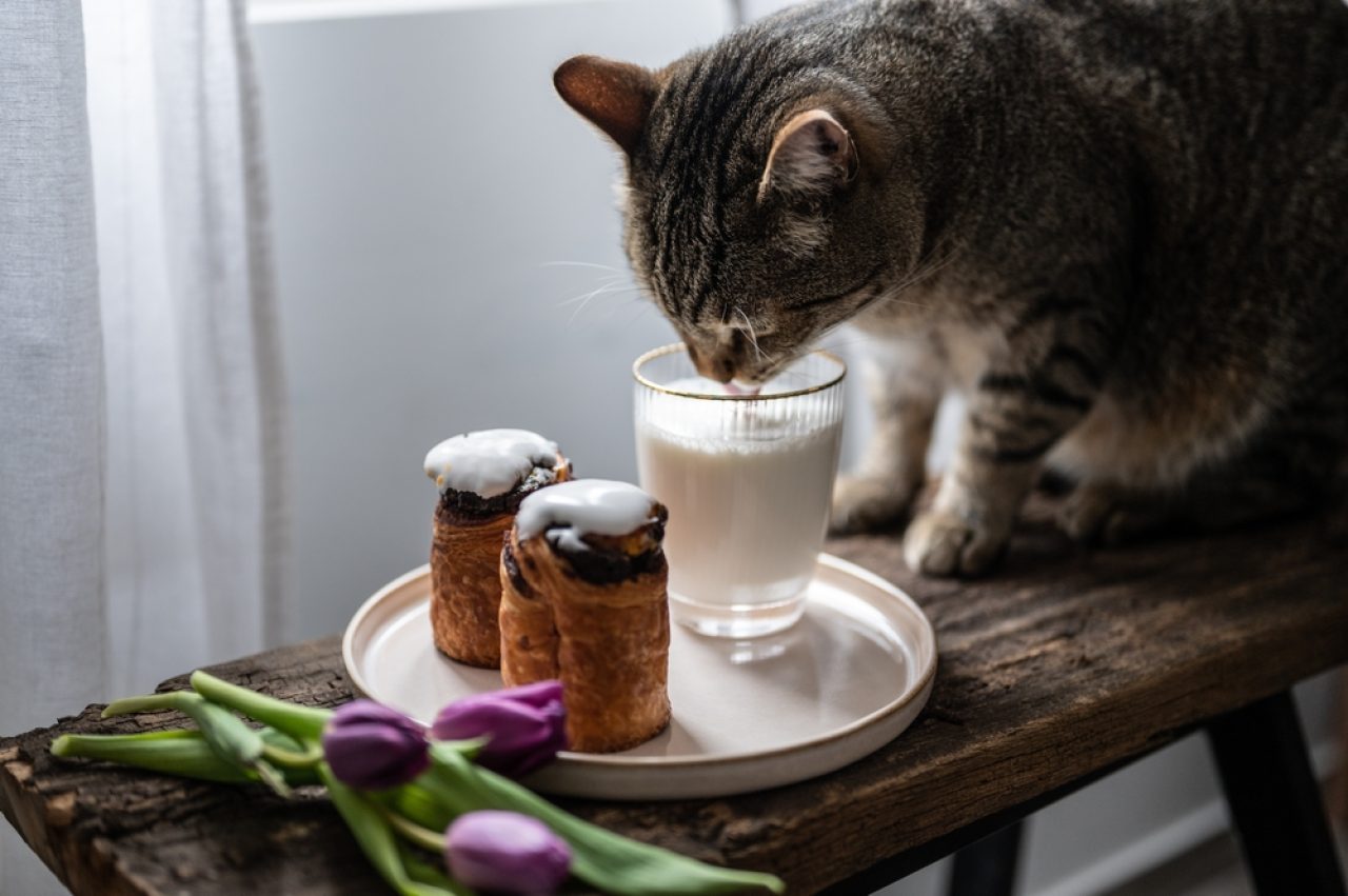 Can Cats Drink Chocolate Milk? Are They Allowed To Take A Sip?