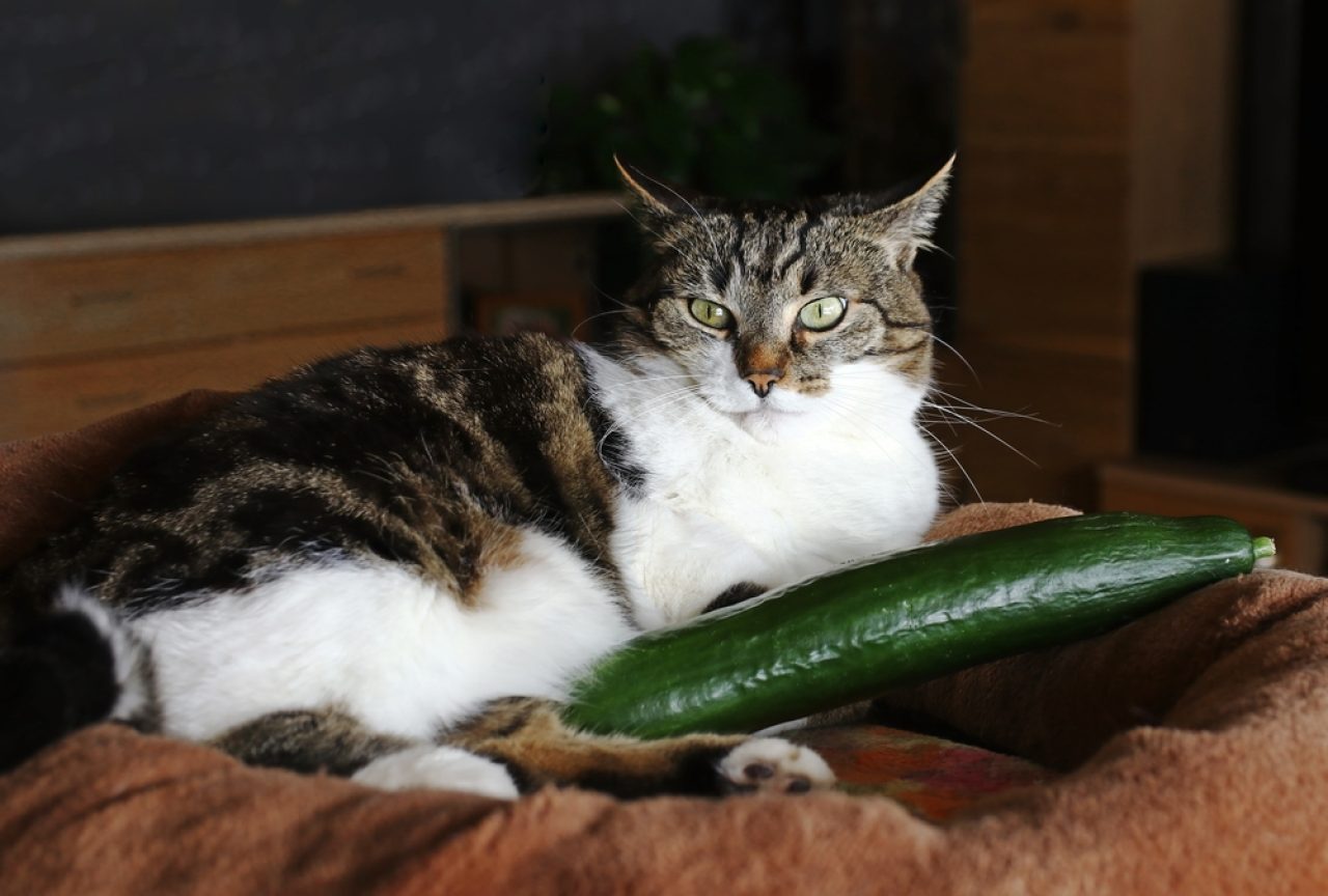 Kediler Salatalık Yiyebilir mi? Bu Sebzeler Evcil Hayvanınız İçin Güvenli mi?