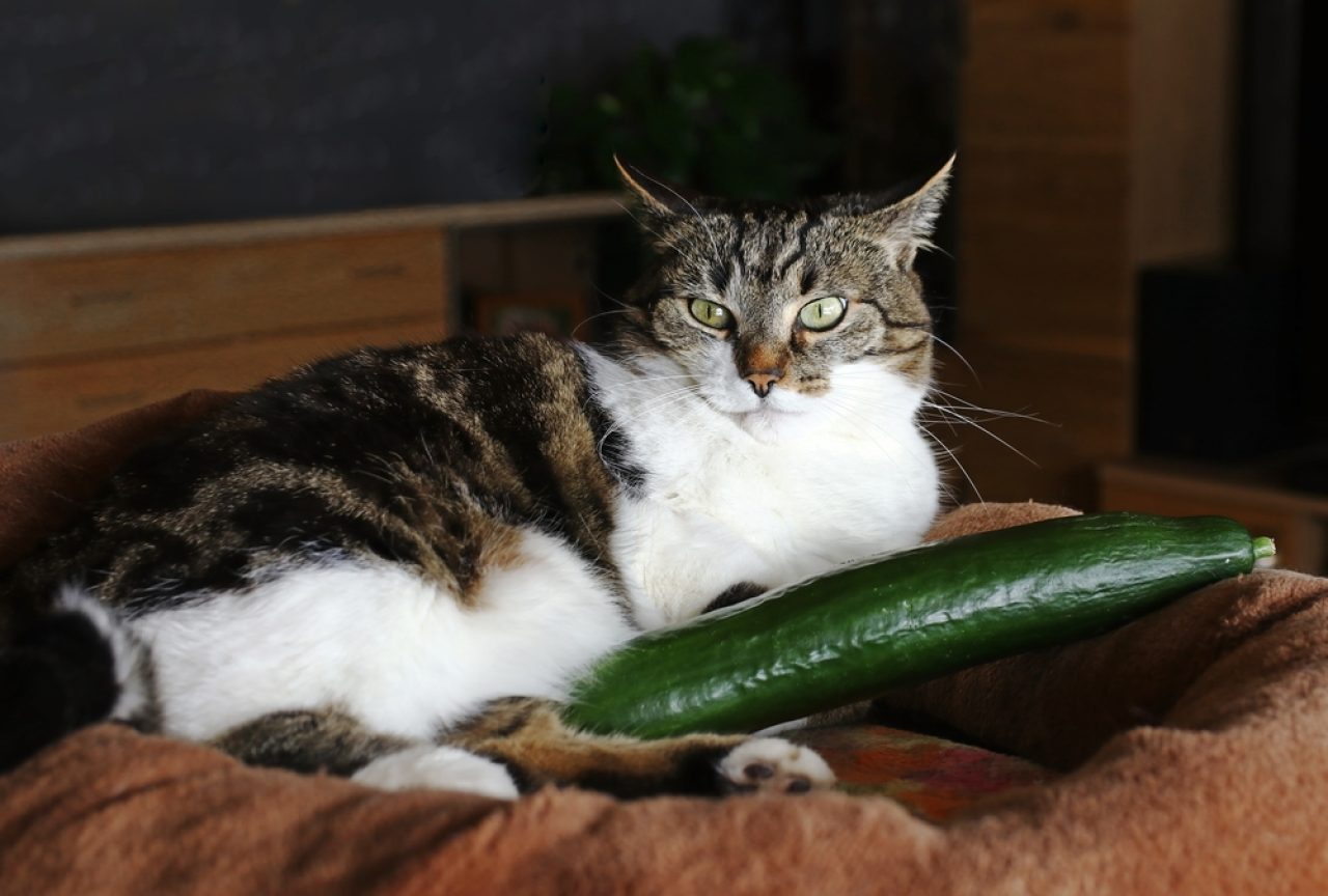 Cat hotsell eats cucumber