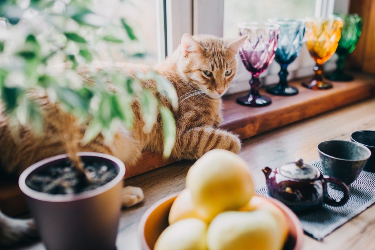 Can Cats Drink Green Tea? Is This Brew Safe For Your Feline?