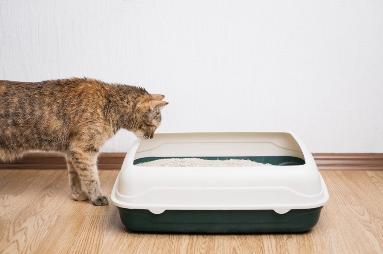 9 Reasons Why Your Cat Scratches The Sides Of The Litter Box