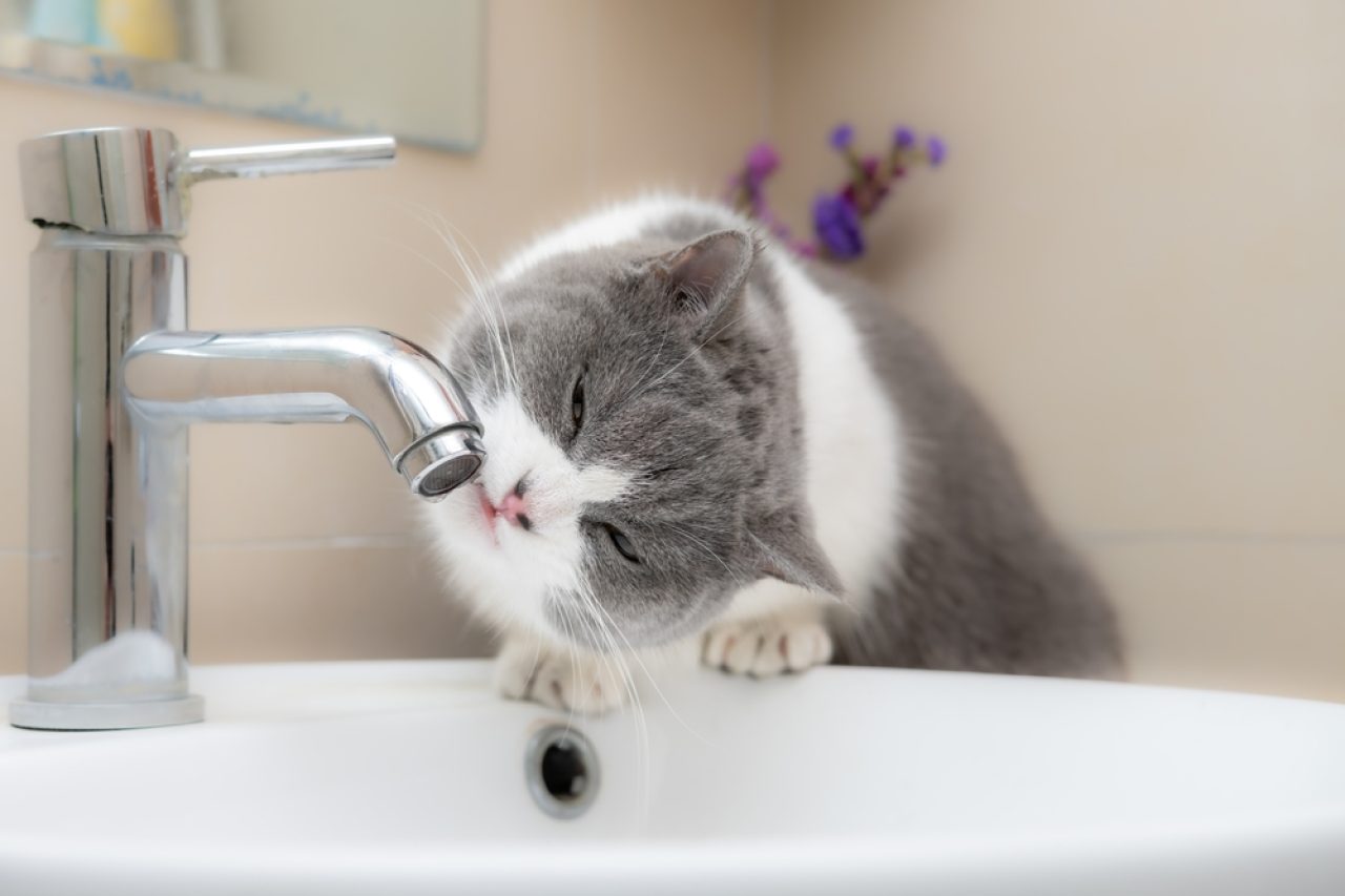 Can Cats Drink Tap Water? "Water" Their Thoughts On This Treat?