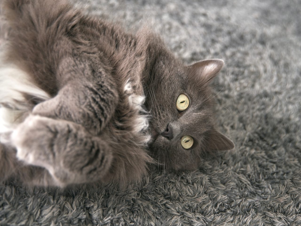 Why Do Cats Cross Their Paws? What Is The Real Cause?