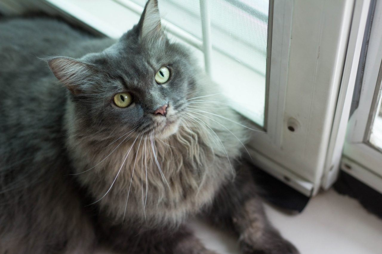 Maine Coon Persian Mix: The Best Of Both Worlds Or?