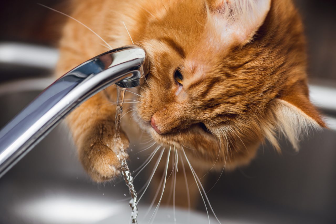 Kediler Musluk Suyu İçebilir mi? "Su" Bu İkram Hakkındaki Düşünceleri?