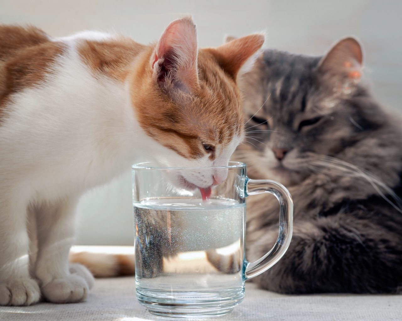 Can Cats Drink Alkaline Water? Is It Better Than Tap Water?