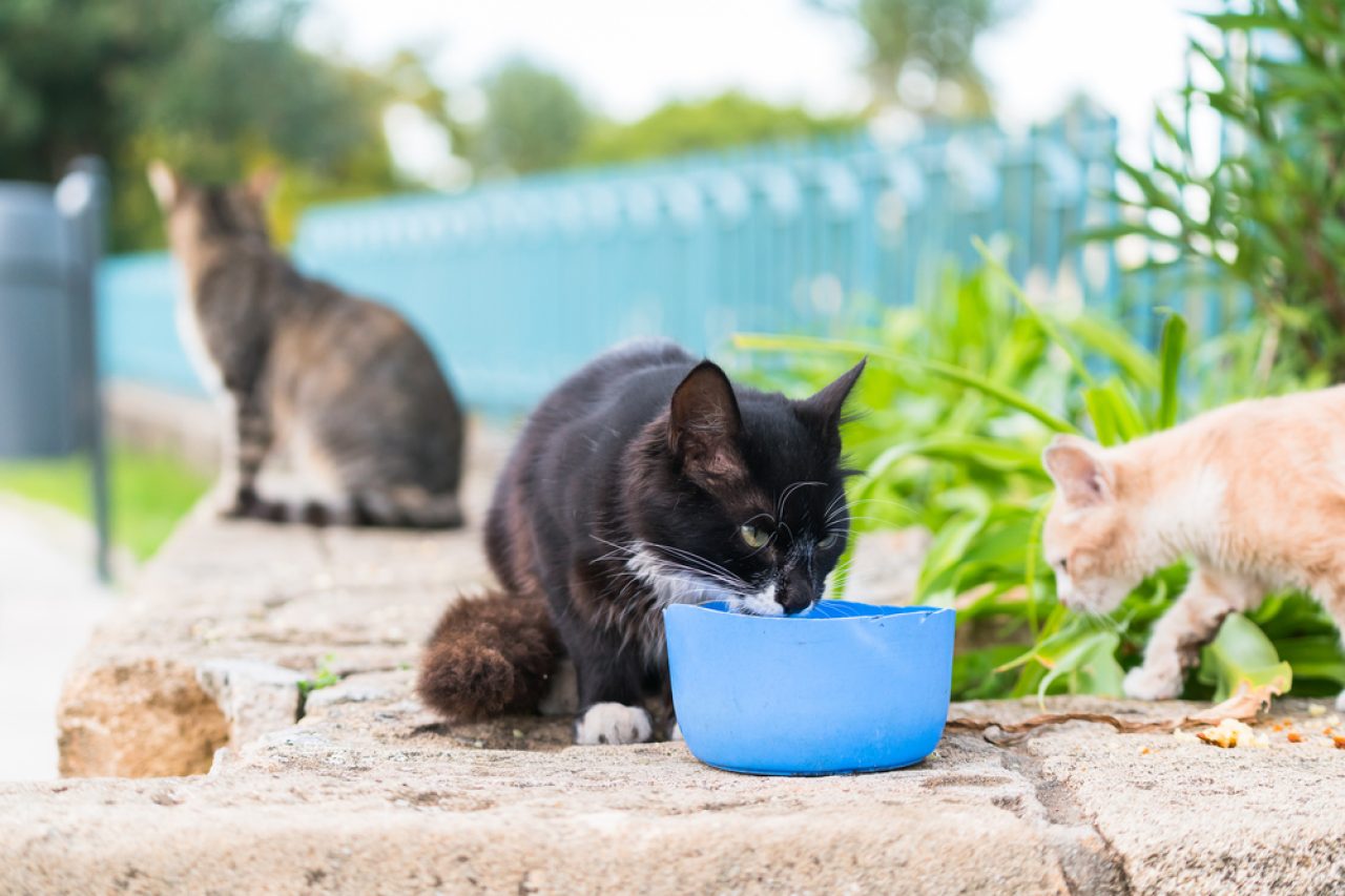Kediler Alkali Su İçebilir mi? Musluk Suyundan Daha mı İyi?