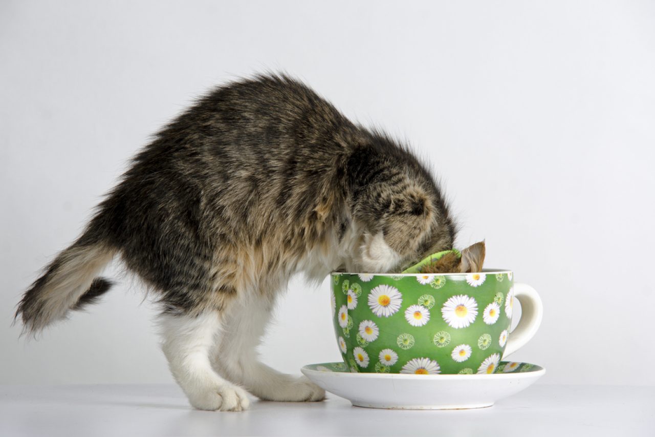 Kediler Yeşil Çay İçebilir mi? Bu Demleme Kediniz İçin Güvenli mi?