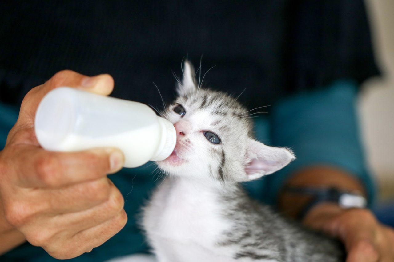 Are Hand-Reared Kittens More Affectionate? (Here's The Answer)