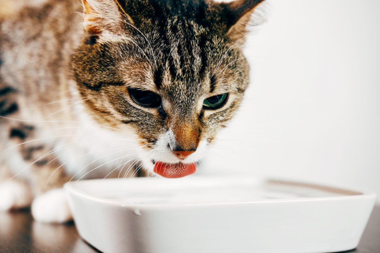 Kediler Alkali Su İçebilir mi? Musluk Suyundan Daha mı İyi?